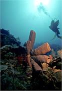 BlackTip2-10