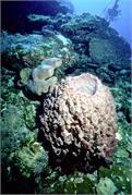 BlackTip2-11
