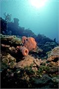 BlackTip2-12