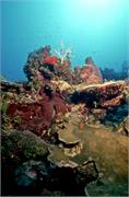 BlackTip2-5
