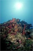 BlackTip2-6
