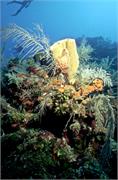 BlackTip2-8