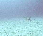 BlackTip3-1