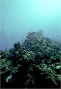 BlackTip3-10