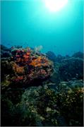 BlackTip3-11
