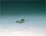 BlackTip3-12