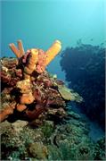 BlackTip3-8