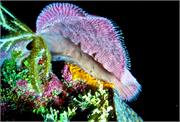 DonnasDelight1-