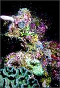 TranosReef2-3