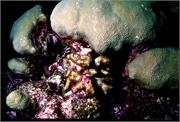 TranosReef4-8