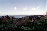 Roatan1-3-10