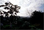 Roatan1-3-11