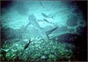 Galapagos243-1-4