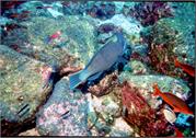 Galapagos243-2-2