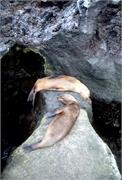 Galapagos245-1-4