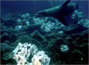 Galapagos246-2-1