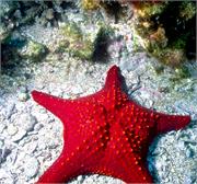 GalapagosFav1-21