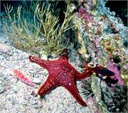 GalapagosFav1-22
