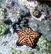 GalapagosFav1-24