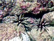 GalapagosFav1-27