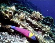 GalapagosFav1-32
