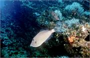 GalapagosFav1-33