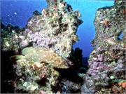 GalapagosFav1-34