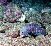 GalapagosFav1-36