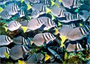 GalapagosFav1-40