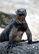GalapagosFav1-50