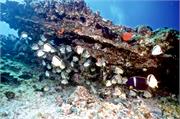 GalapagosFav1-54