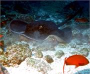 GalapagosFav2-3