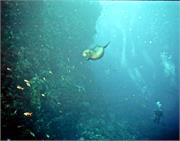 GalapagosFav3-6