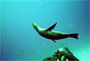 Galapagos247-1-4