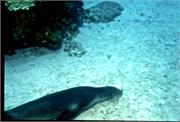 Galapagos247-3-2