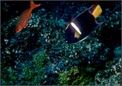 Galapagos248-1-1