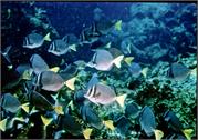 Galapagos248-1-2