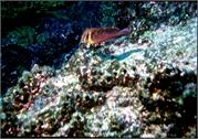 Galapagos248-4-