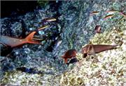 Galapagos250-1-2