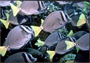 Galapagos250-3-4