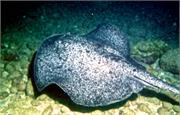 Galapagos251-1-3