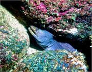 Galapagos251-1-8