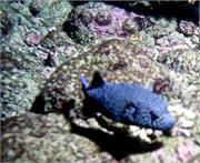 Galapagos251-2-1