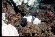 Galapagos251-3-