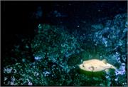 Galapagos251-4-