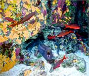 Galapagos252-1-