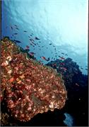 Galapagos252-3-1