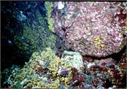 Galapagos252-3-14