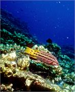 Galapagos254-2-4