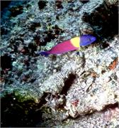Galapagos254-2-5